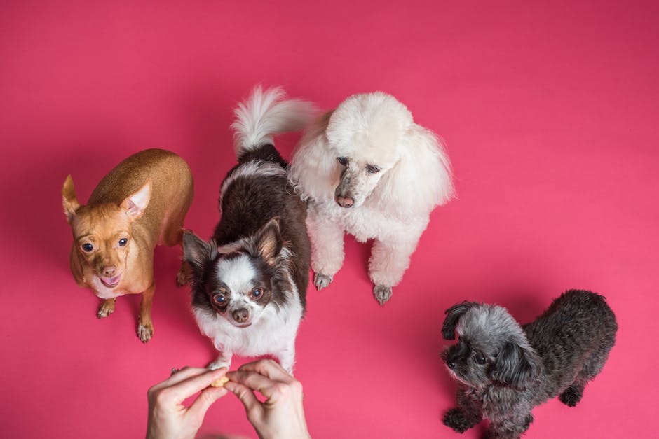 Hundefutter: Obst und Gemüse, die sicher sind zu essen