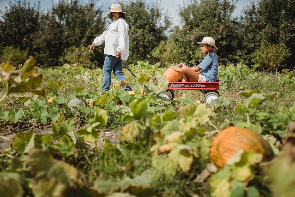 Kürbis als Obst oder Gemüse