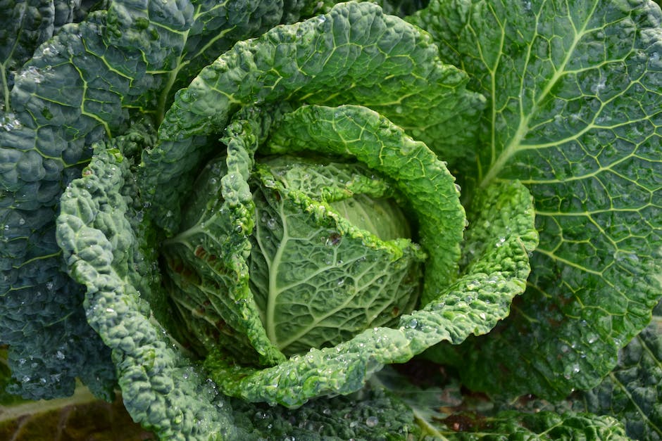 Gemüsegericht mit Grünkohl