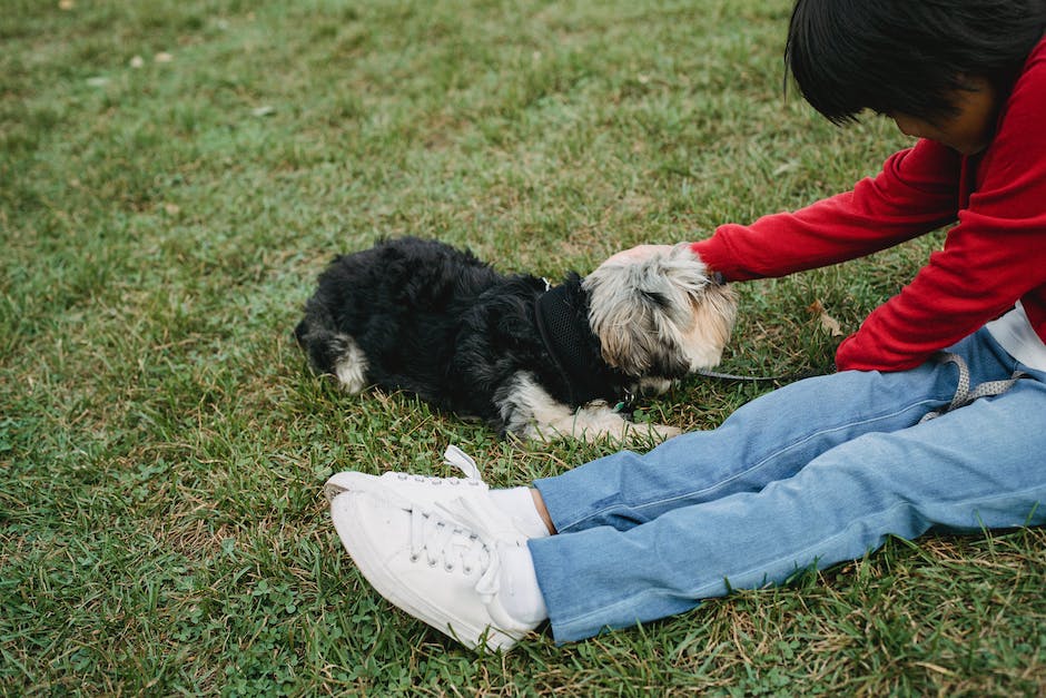 Gemüse-und-Obst-für-Hunde-geeignet