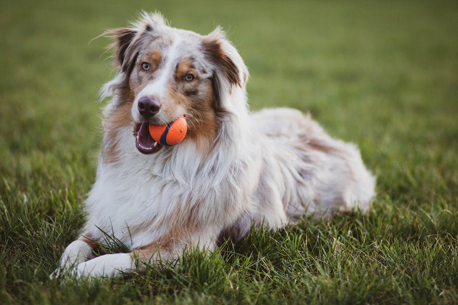 Hunde dürfen Obst und Gemüse essen