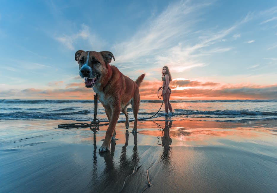 "Hunde-Ernährungsführer: Welches Obst und Gemüse dürfen Hunde essen"