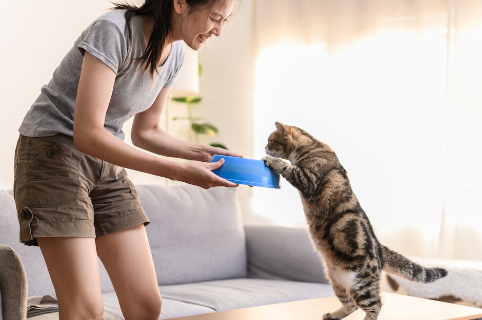 Katzenfutter: welches Obst und Gemüse dürfen Katzen essen?